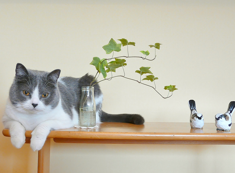 ペット 犬 猫 を飼っている部屋で胡蝶蘭を飾っても大丈夫 安心して飾れる観葉植物が知りたい One Life パーフェクトスペースカーテン館