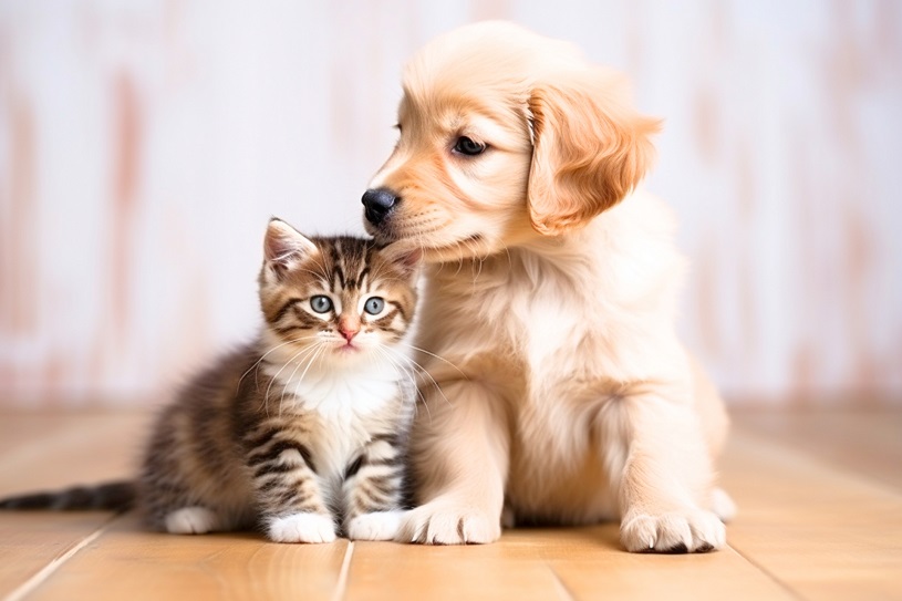 子犬と子猫