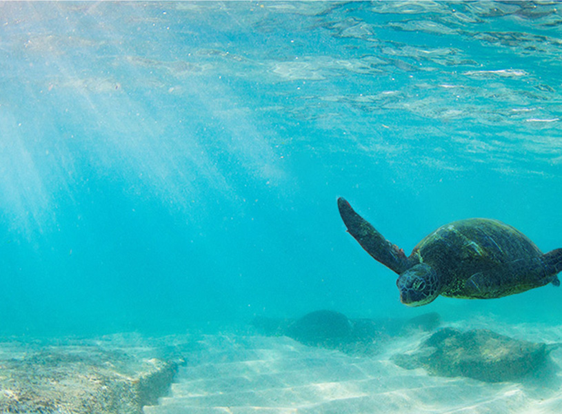 海に泳ぐホヌ