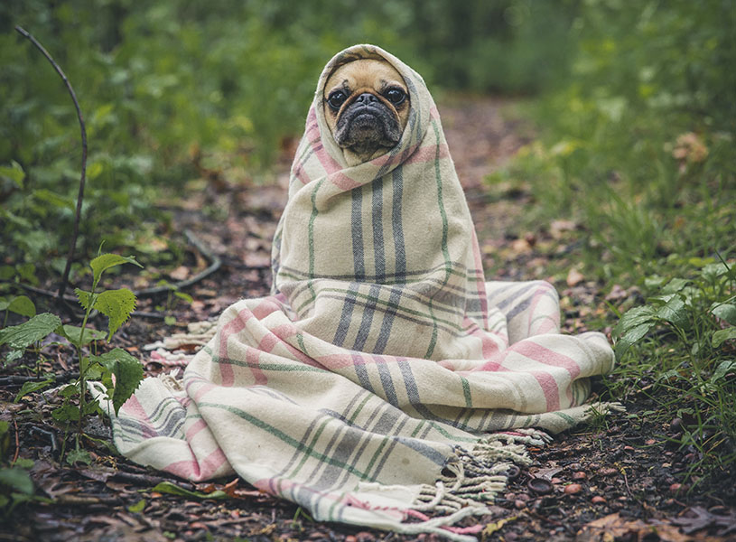 犬が毛布にくるまってる