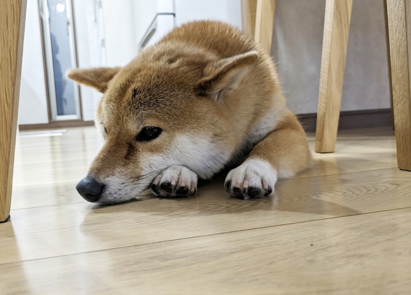 床に伏せする柴犬